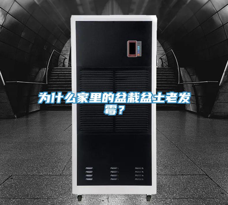 為什么家里的盆栽盆土老發(fā)霉？